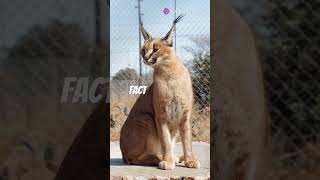 facts about caracals 🔥🔥💯👍 [upl. by Femmine]