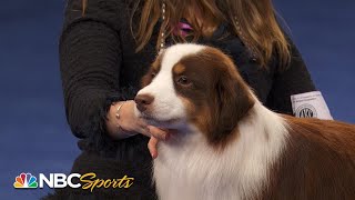 National Dog Show 2022 Herding Group Full Judging  NBC Sports [upl. by Carmelo]