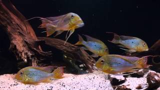 South American Biotope  Geophagus altifrons [upl. by Samuele]