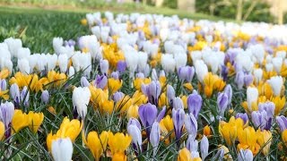 Crocus Mixed Colours  FarmerGracycouk [upl. by Eseela]