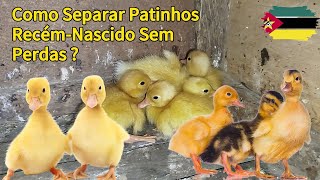 Como Separar Patinhos RecémNascidos Sem Perdas Dicas Simples e Eficazes [upl. by Sharyl966]