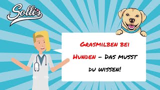 Grasmilben beim Hund  Symptome Behandlung amp Tipps [upl. by Mcclenon]