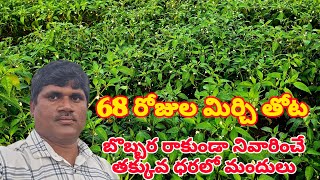 మిర్చి 68 రోజుల పంట  మిర్చి సాగుబడి🌶🌶🌶🌾🌿🌵🌿🌿 [upl. by Anav]