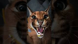 Caracal and Serval are Cute when Baby but Scary when Grown Up animals cat viral [upl. by Fox]