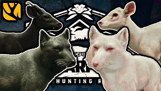 INSANE SUNDARPATAN TROPHIES ALBINO AND MELANISTIC TIBETAN FOXES AND MUNTJAC AND MORE [upl. by Ahseiat]