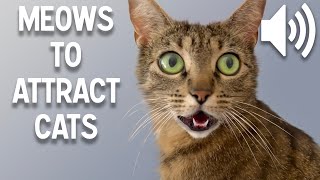 Sounds that attract cats  Meow to make cats come to you [upl. by Rosalba]