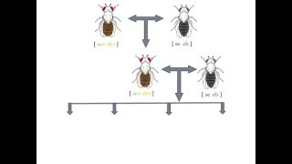 Analyse dun croisement de drosophiles [upl. by Hanley]