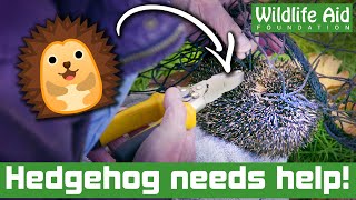 Tangled HEDGEHOG rescued [upl. by Ahsieyk599]