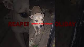 eli bolio redboy puppy dogbreeders pitbull kendrick dogkennels [upl. by Dnomde]