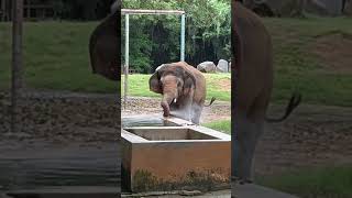 Mysore zoo amazing 🤩 mysore dasara animallove [upl. by Soo]