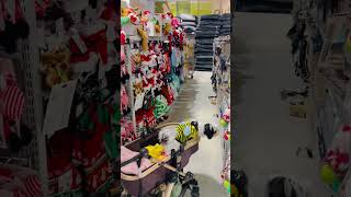 Teddy Boy christmas shopping shihtzu shihtzupuppies [upl. by Dduj236]