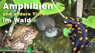 Amphibien im Wald  Unken Molche Feuersalamander Frösche Kröten und andere Tiere in der Natur [upl. by Skiba]