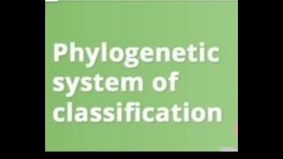 Phylogenetic System of Classification  Biological Classification 2nd chapter of class 11th ncert [upl. by Hobart]