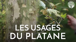 Comment utiliser les platanes [upl. by Gnem]