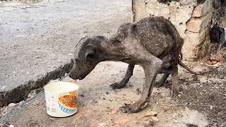 Emaciated stray dog batlike from malnutrition struggles by the garbage avoided by all [upl. by Assitruc235]