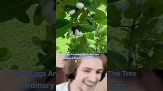 What is The white bhilawa tree 🌴 🥚 ytshorts shorts shortvideos viralvideos facts [upl. by Morty885]