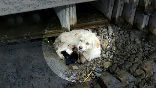 This blind mother dog hugged her trembling Puppies endured the pain [upl. by Reich189]