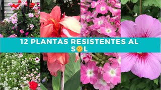 🌸5 Hermosas Plantas Que FLORECEN Todo EL AÑO ☀️ Resistentes Al SOL Para Jardín y Macetas [upl. by Meg]