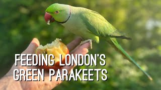 How to feed London’s rose ringed green parakeets parrots In Hyde park plus the friendly squirrels [upl. by Akeemahs]