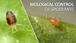 Biological control of spider mite  Phytoseiulus persimilis [upl. by Yaffit]