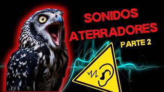 Los sonidos más escalofriantes hechos por animales  parte 2 😱 [upl. by Sherm]