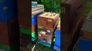 Bees in Akacia Honey 2022 KOSOVO [upl. by Monie572]