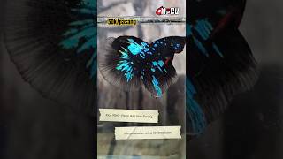 HALFMOON AVATAR GORDON MURAH  INFO PEMESANAN 081398912506 cupangavatargordon cupangavatar [upl. by Lraed286]