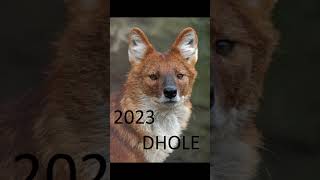 2023 dhole and 5000bce dhole animals dhole trending [upl. by Kironde609]