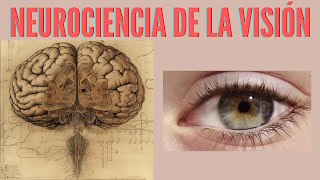 Neurociencia de la Visión [upl. by Nyrad]