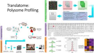 Translatome Polysome Profiling Code 266 [upl. by Sayette]