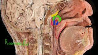 Anatomía de faringe [upl. by Nella]