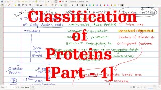 28 Classification of Proteins Part1  Based on Functions Chemical nature Solubility amp Shape [upl. by Dewhurst]