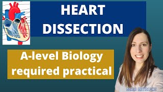 AQA Required Practical  Biology Investigate the effect of antiseptics or antibiotics on bacteria [upl. by Sivad360]