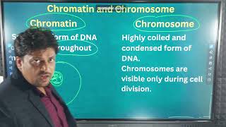 Chromatin and chromosome [upl. by Marceau]