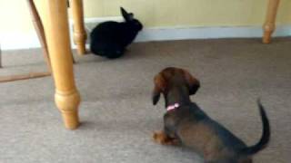 Rabbit vs Dachshund [upl. by Alben869]