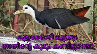 How to make whitebreasted waterhen കുളക്കോഴി കൂടും മുട്ടയും  ഇതിനെ മുണ്ടക്കോഴി എന്നും പറയും [upl. by Hubing948]