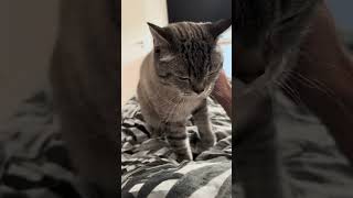 3 subtile Zeichen Katzen Liebe 2 CatInfo cat katze catsofyoutube [upl. by Nylednarb]