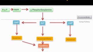 Purine metabolic pathway [upl. by Audley817]