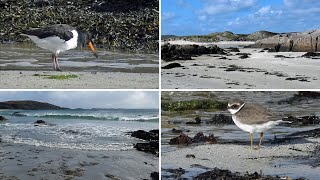 Isle of Mull Beaches  Ringed Plovers Rock Pipit and Oystercatchers [upl. by Henig]