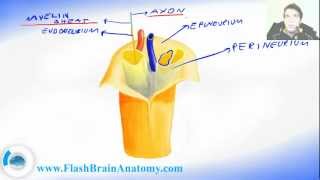 Peripheral Nervous System Nerve Anatomy [upl. by Trey217]