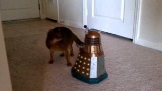 Dalek Exterminate Cat [upl. by Kowtko]