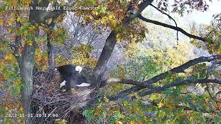 Hays Eagles V snags a stick from the nest treebrings it into the nest 110112023 1016am [upl. by Cyler]