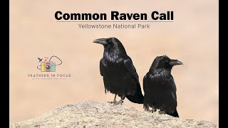 Raven Call II Calling II Yellowstone Park Birdlife [upl. by Morry288]