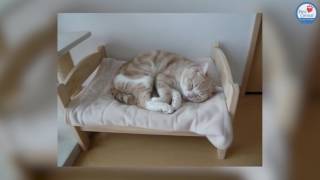 Ikea Cat Beds  Pets Central [upl. by Afas573]