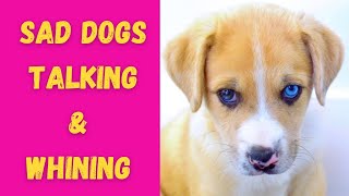 SAD DOGS TALKING amp WHINING Sound Effects High Quality [upl. by Aikas]