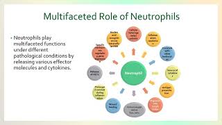 Lecture 2 Neutrophil Netosis and AIRD Dr Geeta Rai Ph D [upl. by Scott]