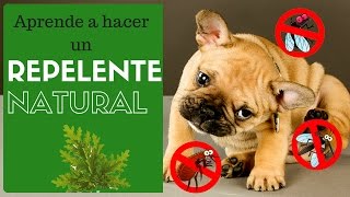 Hazlo tú mismo Repelente Natural para tu Mascota [upl. by Sew]