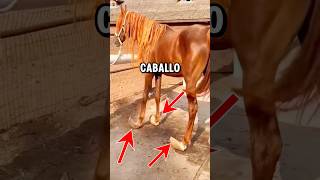 Este caballo no se movió durante meses 🐎🛟🦸🏽 caballos rescate asmr [upl. by Hebel]