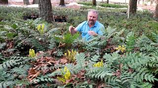 Marvel Mahonia  Garden Plants with JimPutnam [upl. by Llerrad]