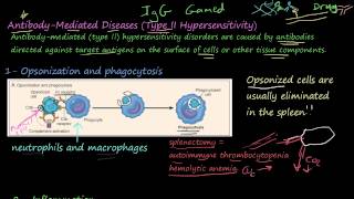 77P  AntibodyMediated Diseases Type II Hypersensitivity [upl. by Efrem]